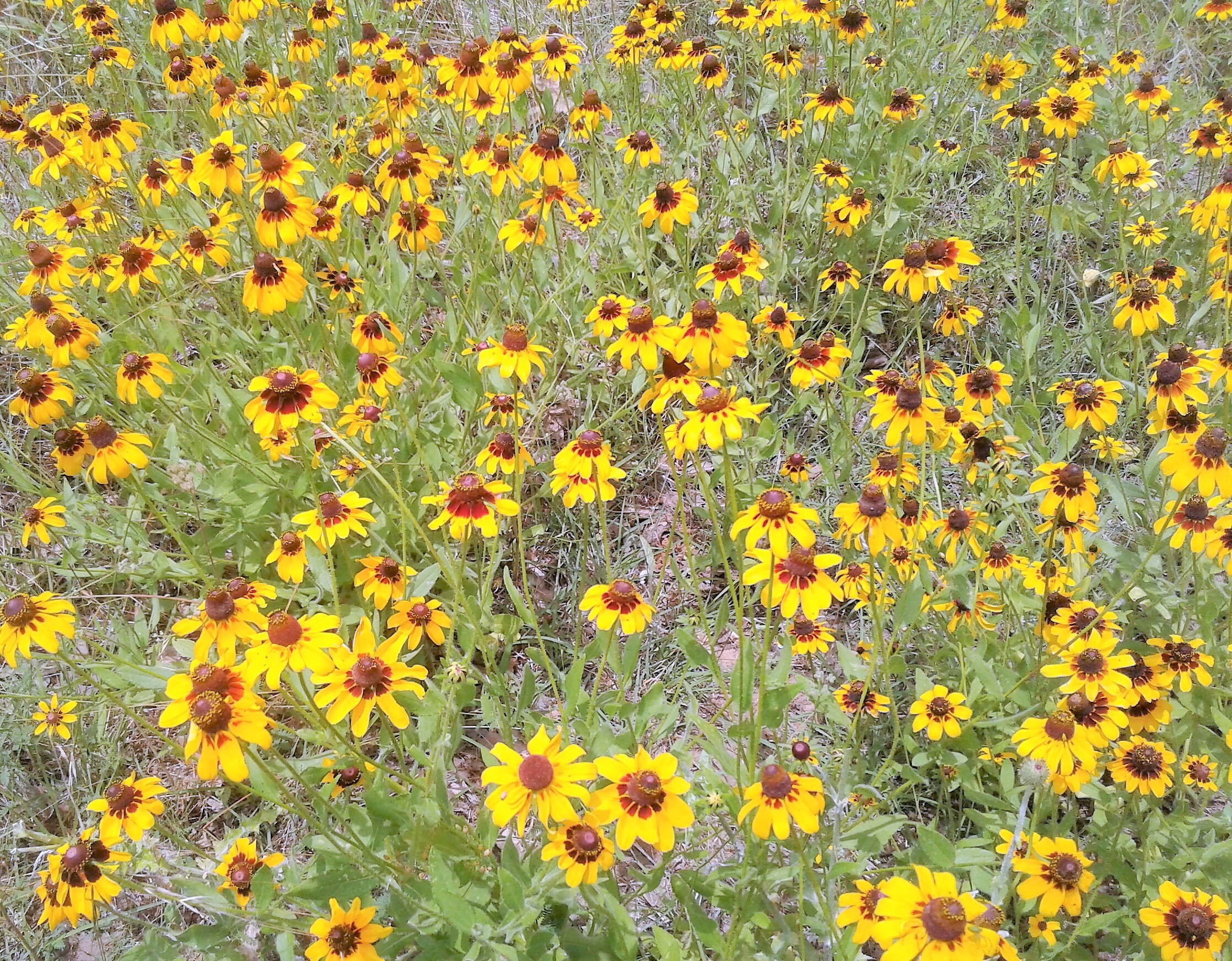 BlackEyed Susan Seeds, Open Pollinated and NonGMO, 10,000 Seeds
