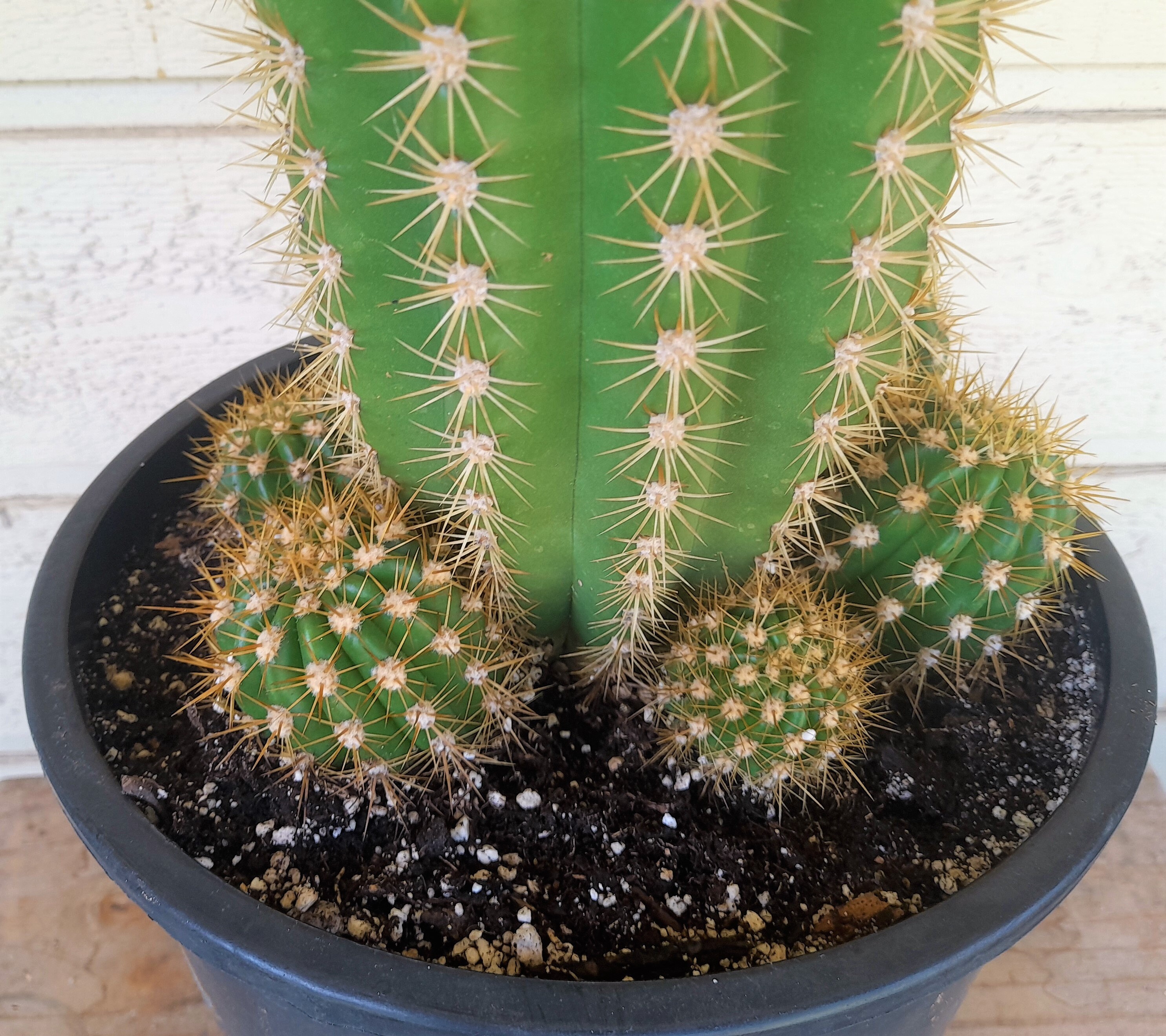Trichocereus Grandiflora Sun Goddess, 5 Gallon Hybrid Torch Cactus