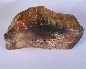 Petrified Snakewood, Very Rare Mennegoxylon Jonesii - Free US Shipping