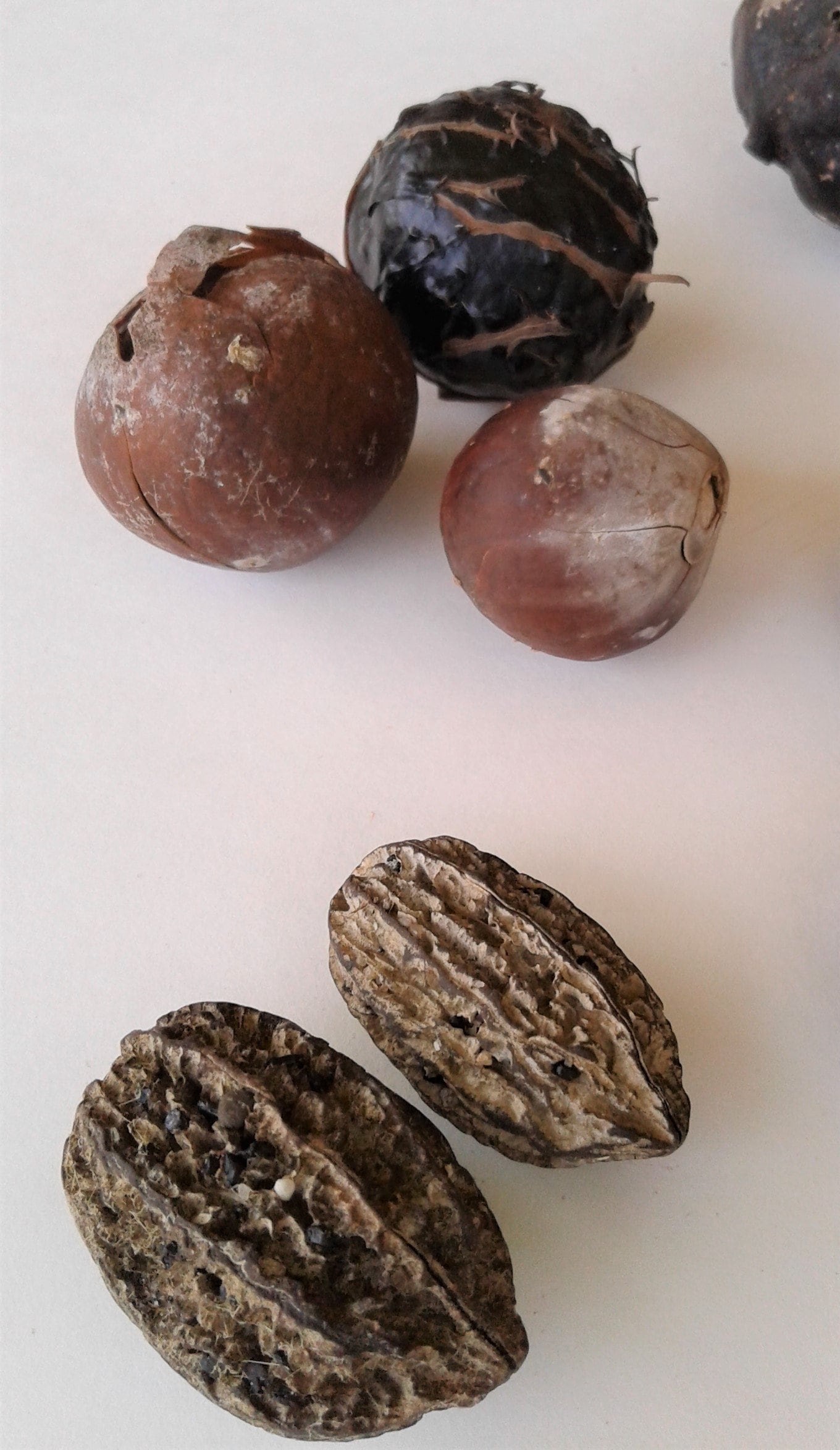 Drift Seed / Sea Bean Assortment, 31 Pieces