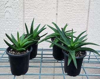 Black Gem Aloe, Two Sizes - Free US Shipping