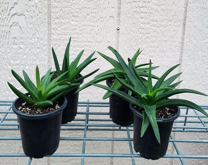 Black Gem Aloe, Two Sizes - Free US Shipping