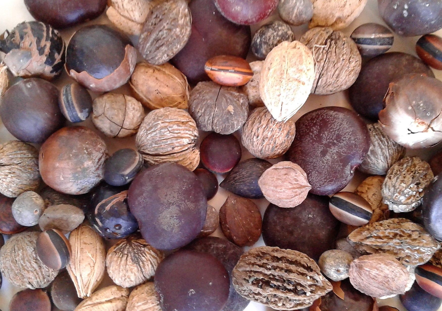Drift Seed / Sea Bean Assortment