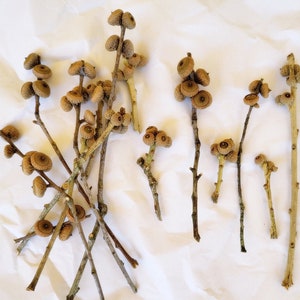 May include: A collection of brown acorn caps on twigs, arranged on a white surface. The acorns are clustered together in groups of two to five, with some twigs branching off to create a natural, organic look.