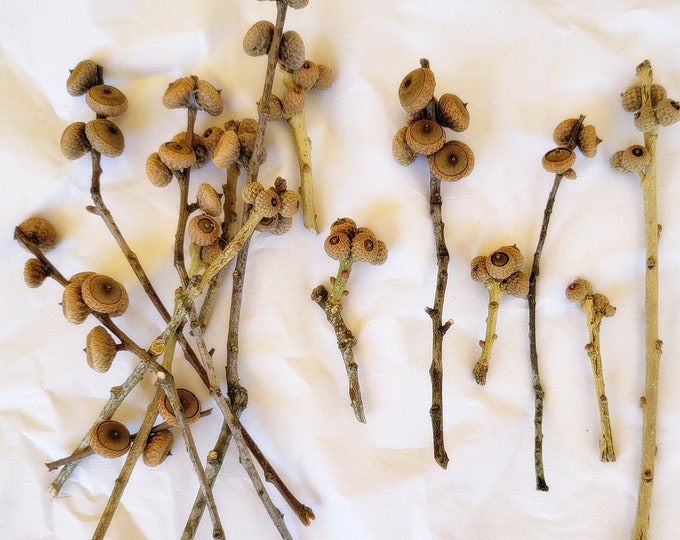 Acorn Clusters On Stems, 20 or 40 Pieces, Dried And Ready To Use, 2 Types With Multiple Lengths - Free US Shipping