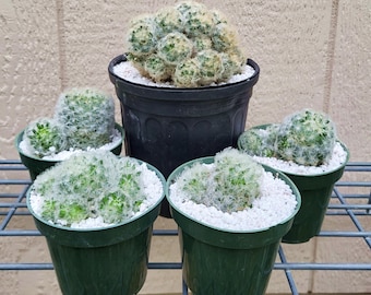Feather Cactus Clusters, Mammillaria Plumosa - Free US Shipping