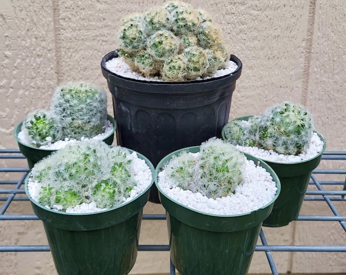 Feather Cactus Clusters, Mammillaria Plumosa - Free US Shipping