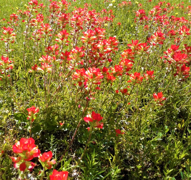 Indian Paintbrush Seeds 3000 9000 2020 Harvest FREE | Etsy