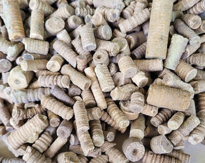 Crinoid Stem Fossils, 8 Ounces to 5 pounds Bulk - Free US Shipping
