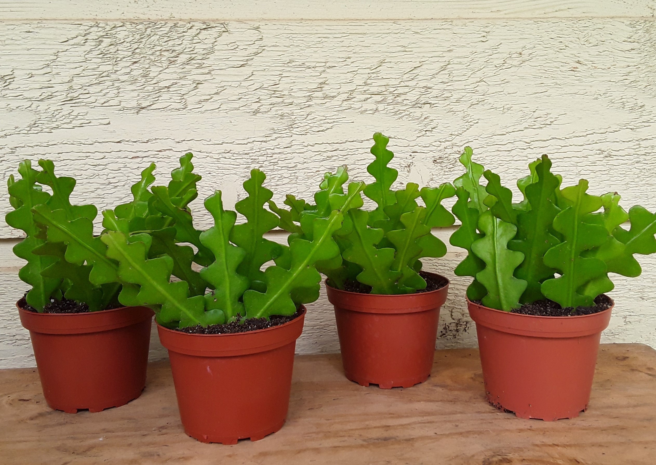 zigzag plant succulent zigzag plant succulent