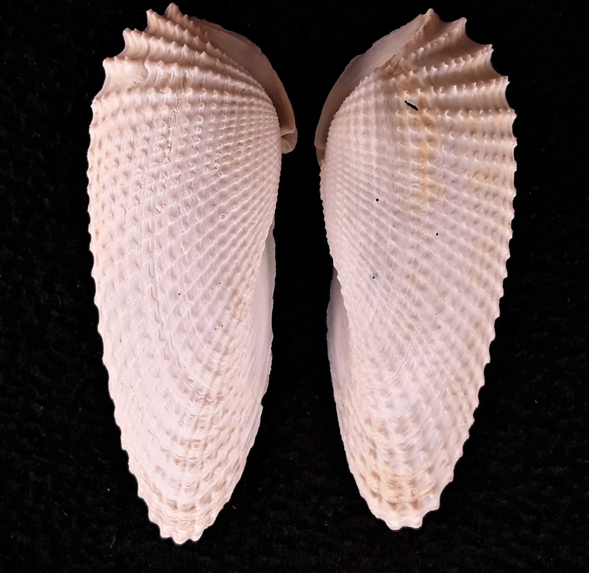 3 Sets of Medium Angel Wing Shells, 6 Shells In Great Condition, FREE