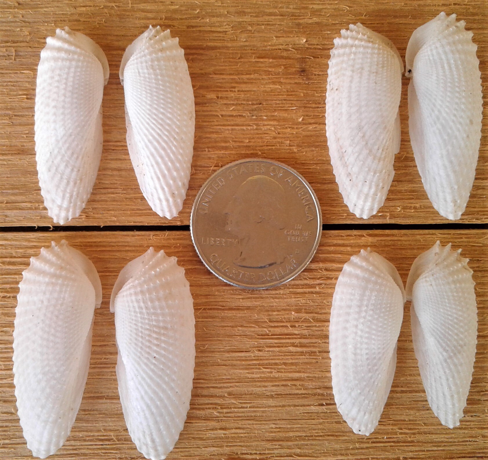 RARE Extra Small Angel Wing Shells, 4 Sets (8 Shells), Great Condition