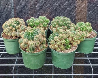 Plants & Seeds