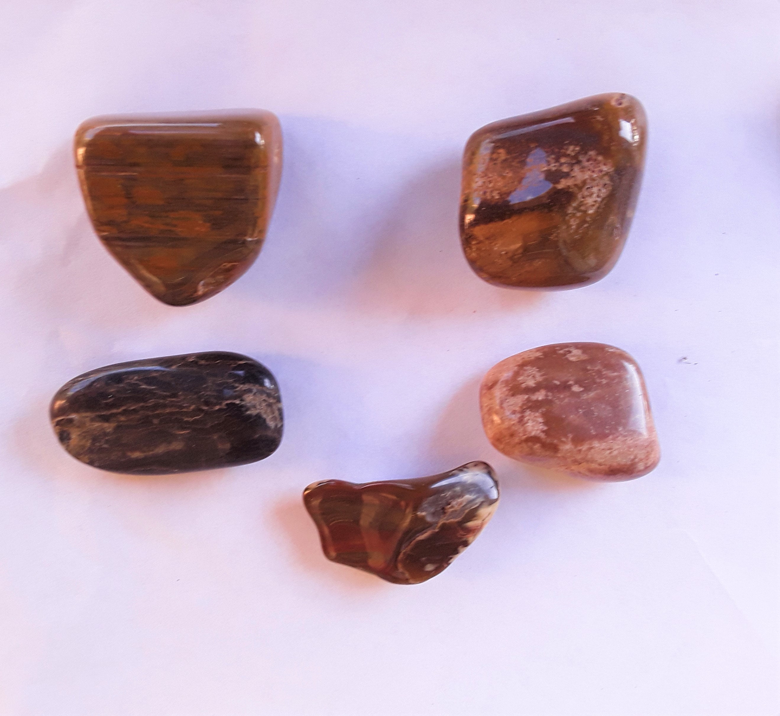 Polished Petrified Wood, 10 Pieces FREE US Shipping