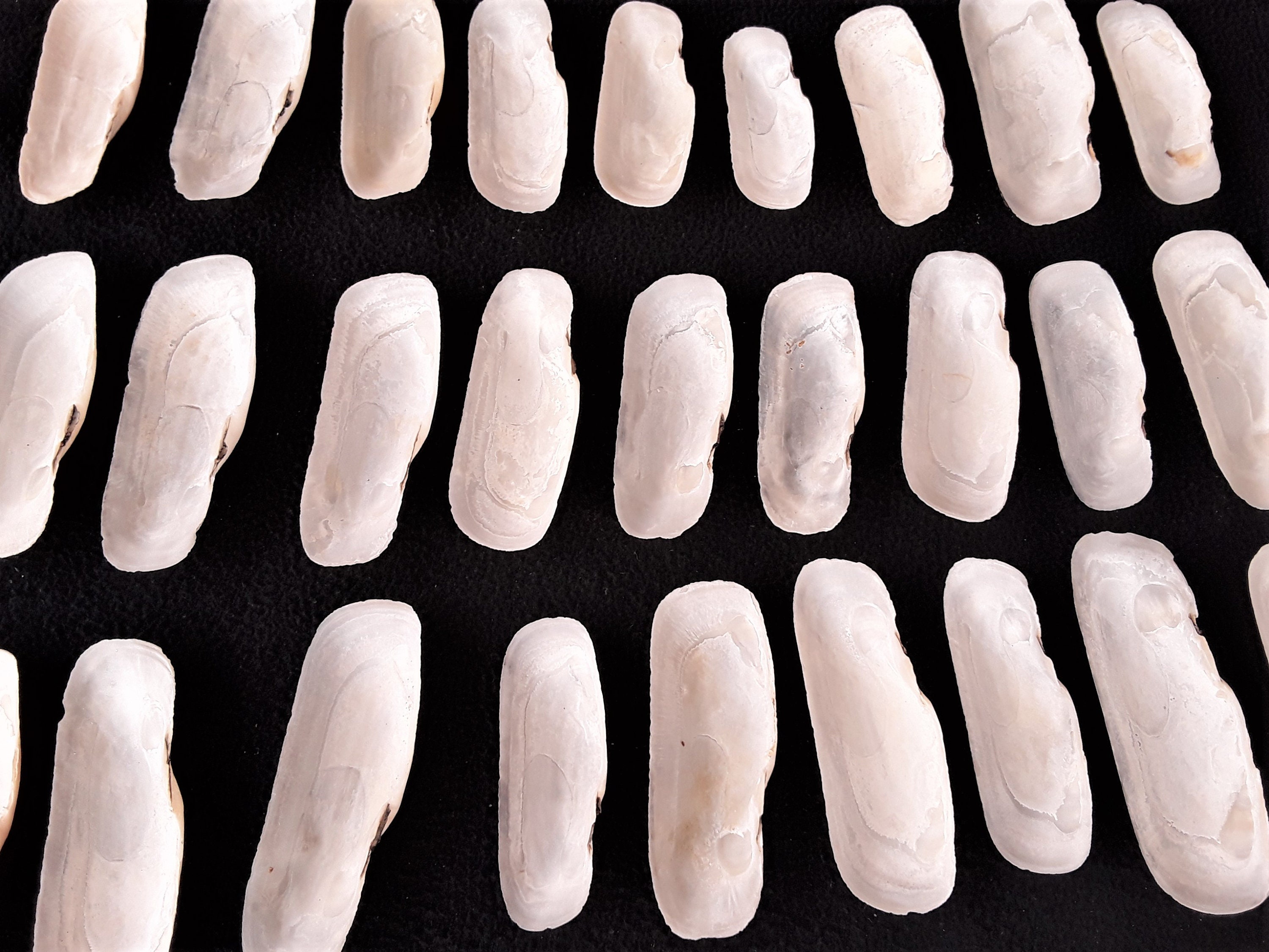 Razor Clam Seashells, Free US Shipping