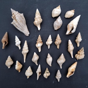 Puede incluir: Una colección de 25 conchas marinas de diferentes formas y tamaños, principalmente de color beige y marrón. Las conchas están dispuestas en círculo sobre una superficie gris oscura.
