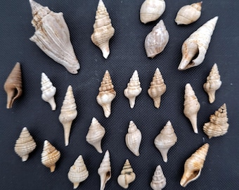 Fossilized Seashells, Small and Well Preserved -  Free US Shipping