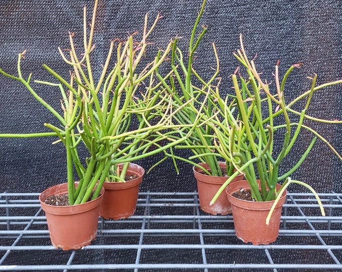 Fire Sticks Pencil Cactus, 8 Rooted Plants - Free US Shipping