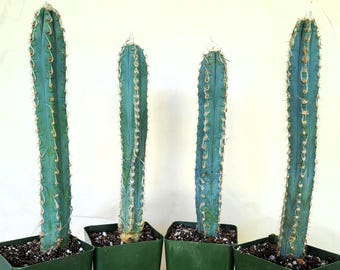 Pilosocereus Leucocephalus Cactus, 9 to 11 Inches, 1 or 2 Plants - Free US Shipping