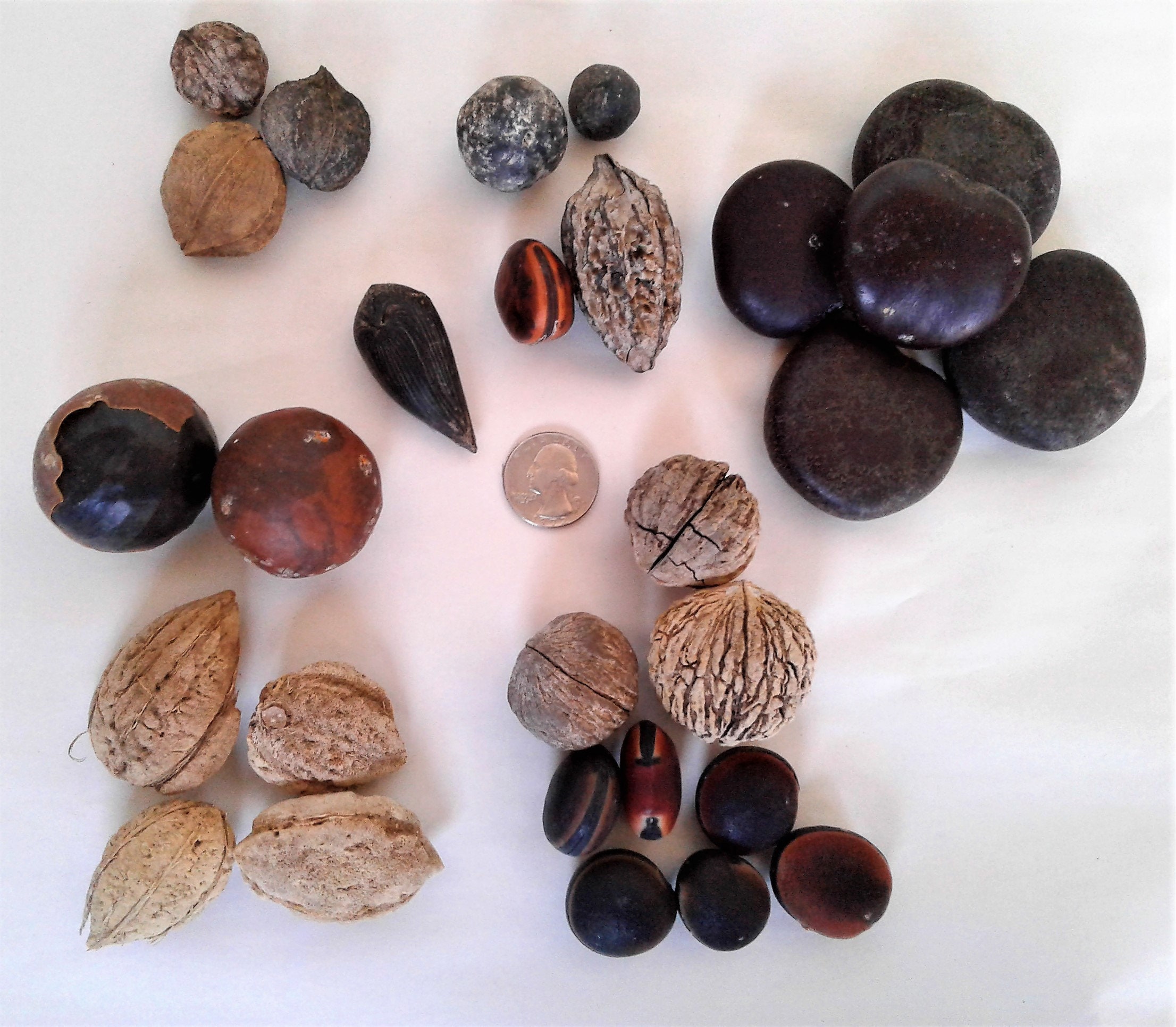 Drift Seed / Sea Bean Assortment