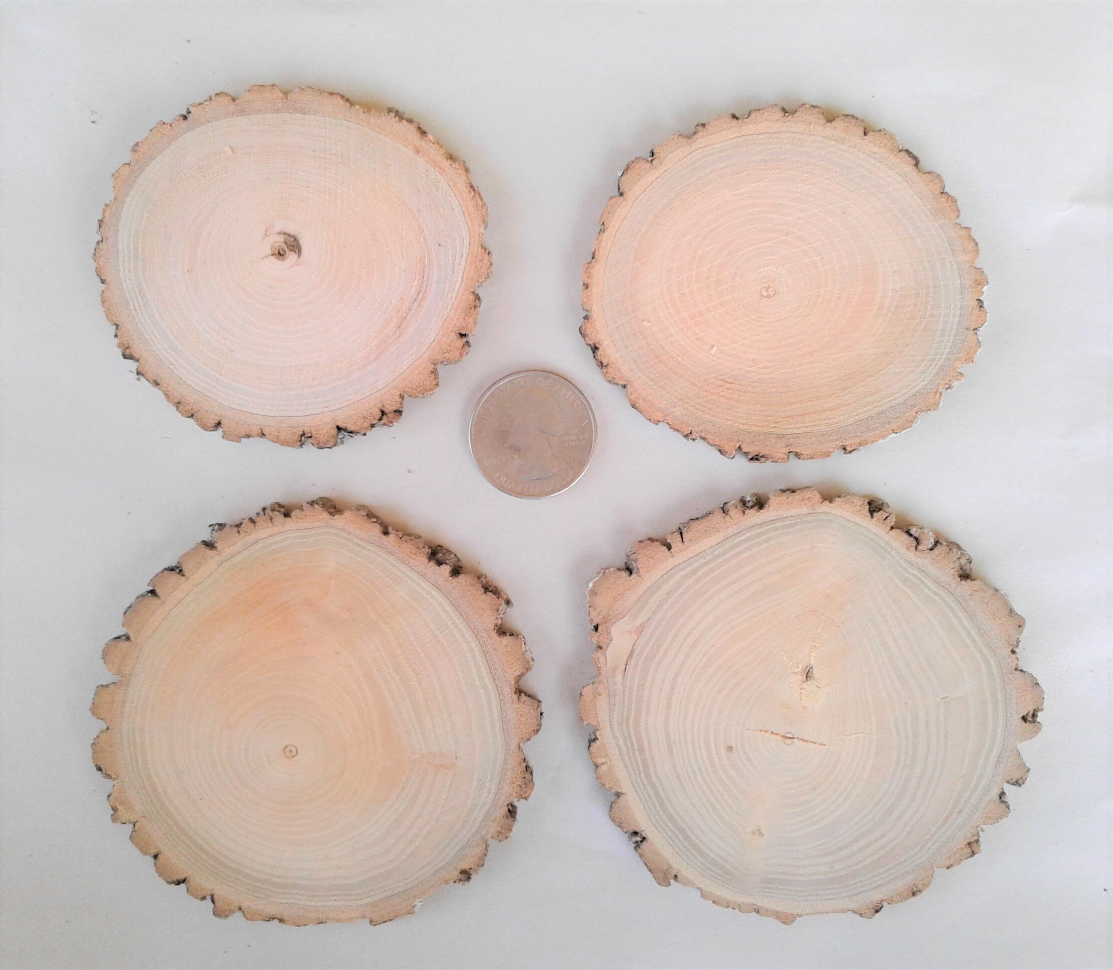25 Arizona Ash Tree Slices, Two Sizes Available, FREE US Shipping