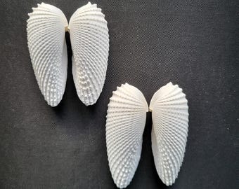 Angel Wing Shells, Two Sets - Free US Shipping