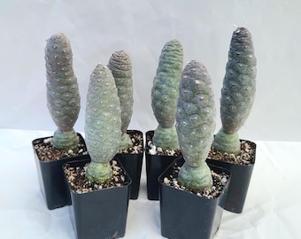 Pine Cone Cactus, Spruce Cone Cholla Plant (5-6 Inches Tall)