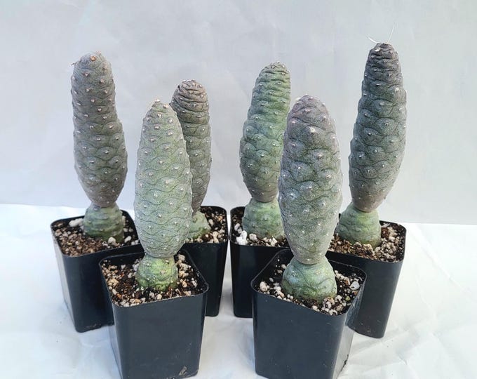 Pine Cone Cactus, Spruce Cone Cholla Plant (5-6 Inches Tall)