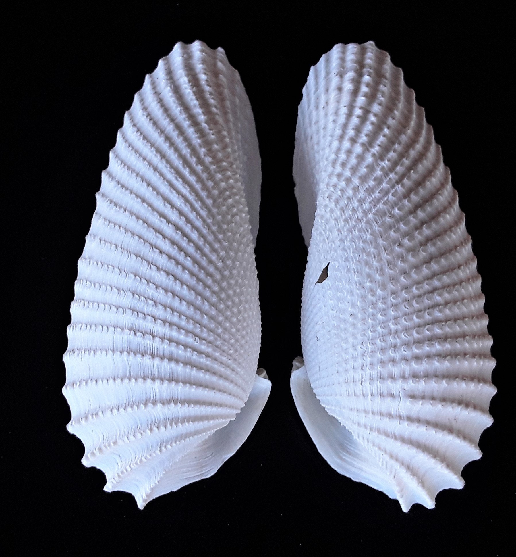 Large Angel Wing Shells, Better Than Average Condition FREE US Shipping