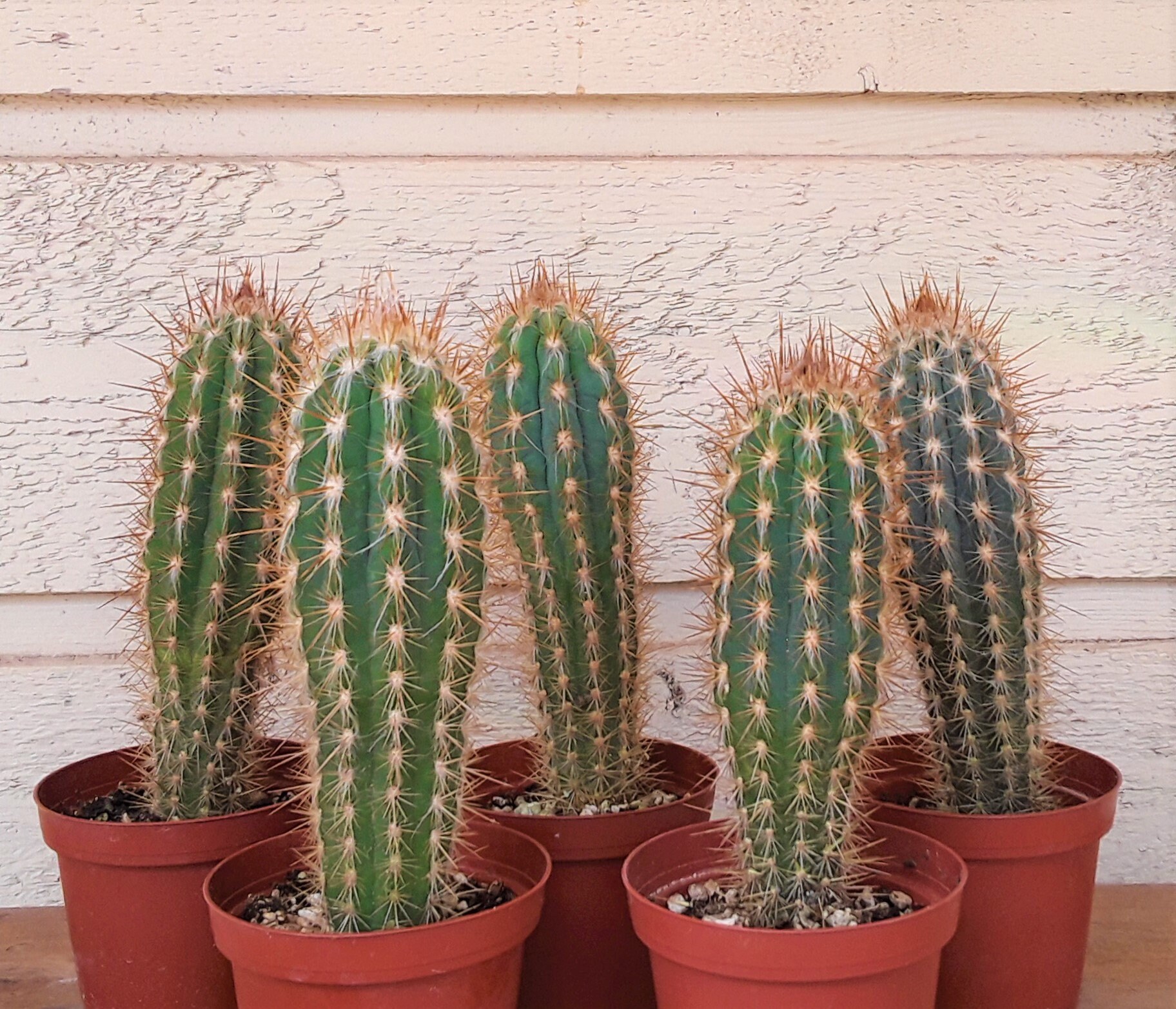 Pilosocereus Gounellei Xiquexique Cactus 61/2 Inches Tall Etsy