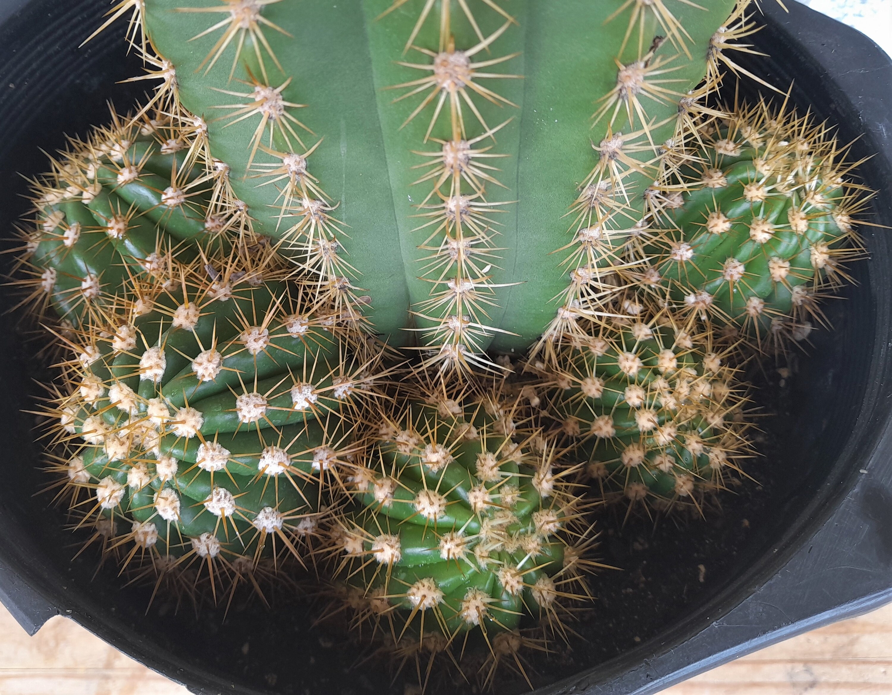LARGE Trichocereus Grandiflora Sun Goddess, 5 Gallon Hybrid Torch