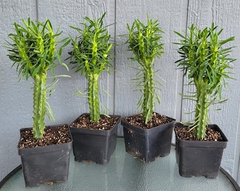 Euphorbia Clava, Quick Growing and Easy Care Succulents - Free US Shipping