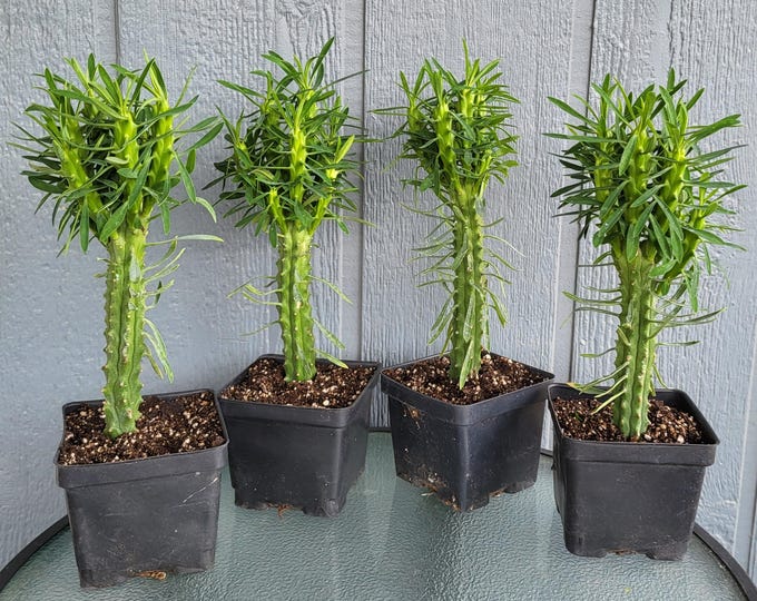 Euphorbia Clava, Quick Growing and Easy Care Succulents - Free US Shipping