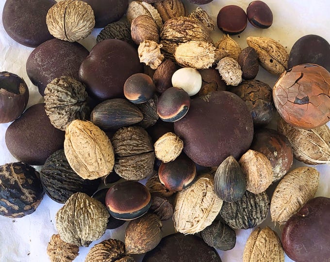 Sea Beans / Drift Seeds, Large 24 Piece Assortment - Free US Shipping