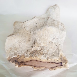 Petrified Wood, 6 Pound Larger White Piece - Free US Shipping