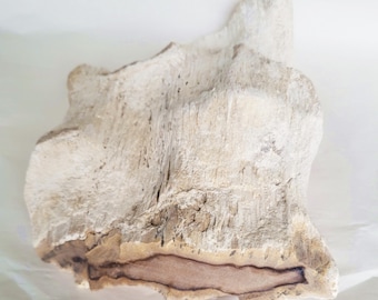 Petrified Wood, 6 Pound Larger White Piece - Free US Shipping