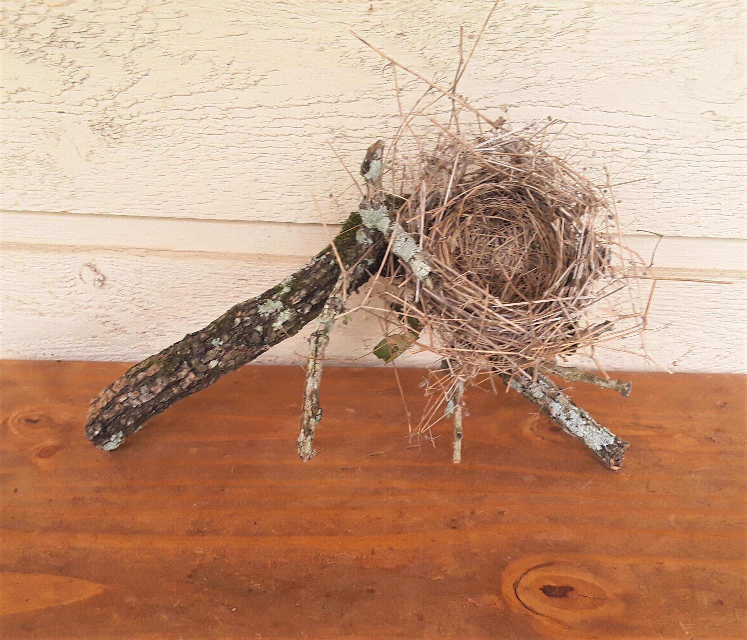 Natural Birds Nest On Branch, FREE US Shipping