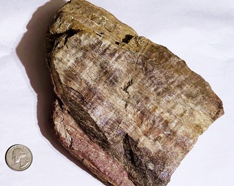 Petrified Wood, Colorful and Over 3 Pounds  - Free Priority Shipping