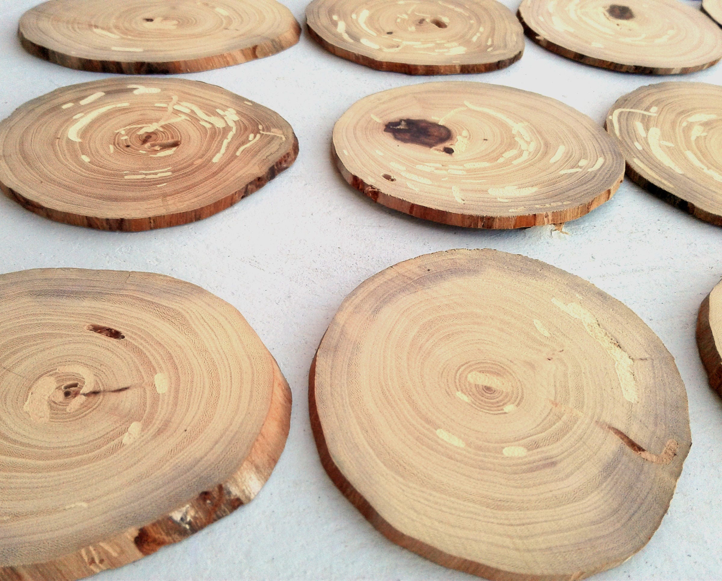 Elm Tree Slices, 25 Thin Pieces