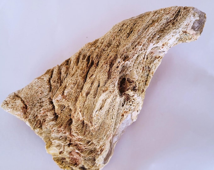 Petrified Wood, Detailed Larger Piece - Free US Shipping
