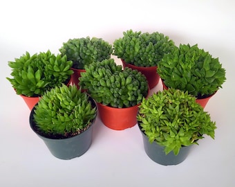Large Haworthia Clusters, Multiple Types, Choose Exact Plants - Free US Shipping