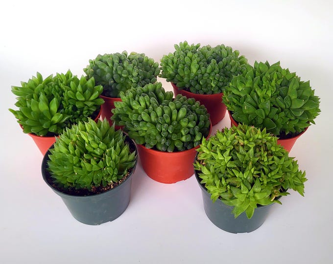 Large Haworthia Clusters, Multiple Types, Choose Exact Plants - Free US Shipping