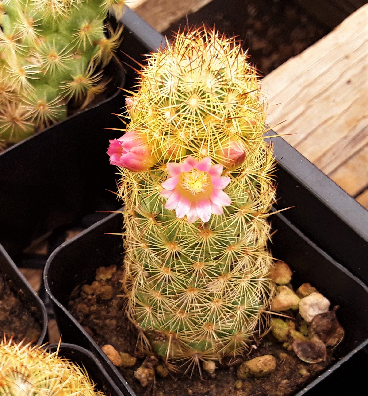 Ladyfinger Cactus Mammillaria Elongata 2 Sizes Free US Etsy