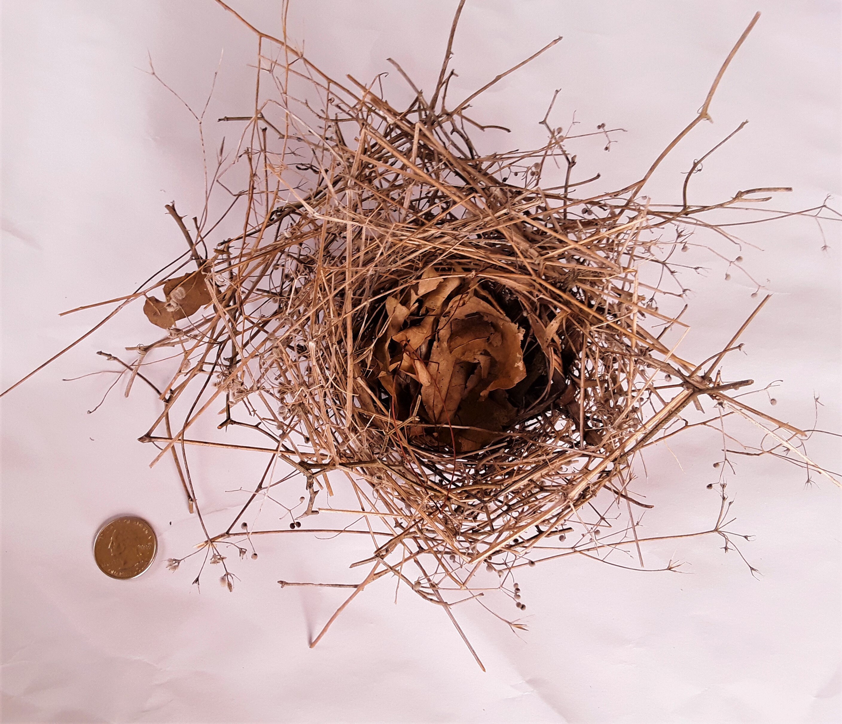 Natural Birds Nest, FREE US Shipping