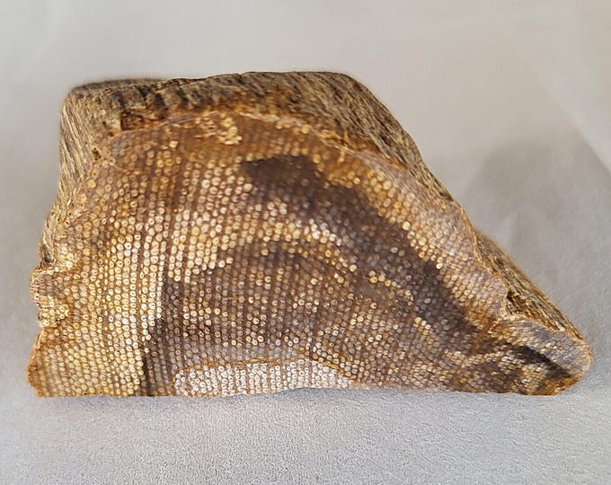 Petrified Snakewood, Very Rare Mennegoxylon Jonesii - Free US Shipping