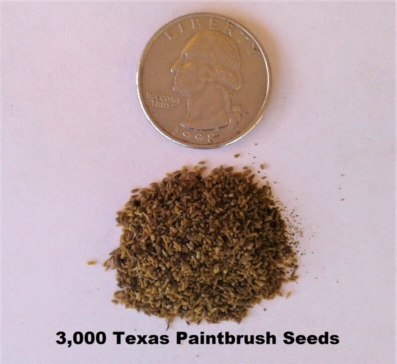 Indian Paintbrush Seeds 3000 to 9000 2021 Harvest FREE | Etsy