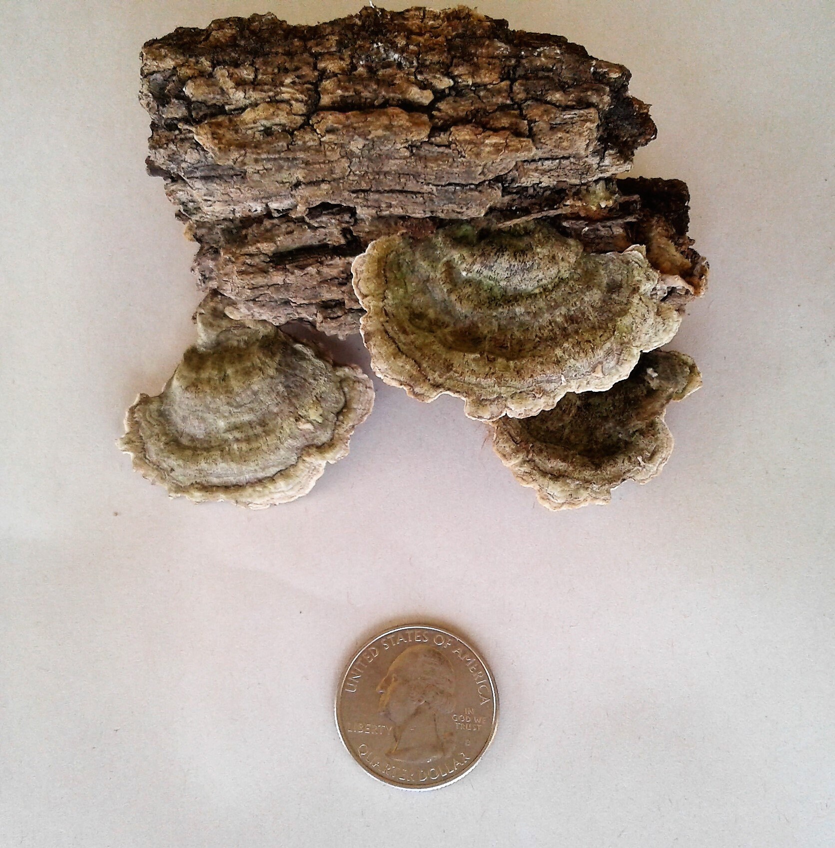 Assorted Shelf Fungus, Dried On Bark, FREE US Shipping