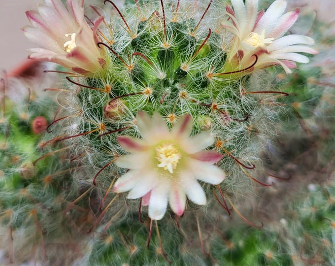 Powderpuff Cactus Clusters, Mammillaria Bocasana Multilanata - US Shipping Included