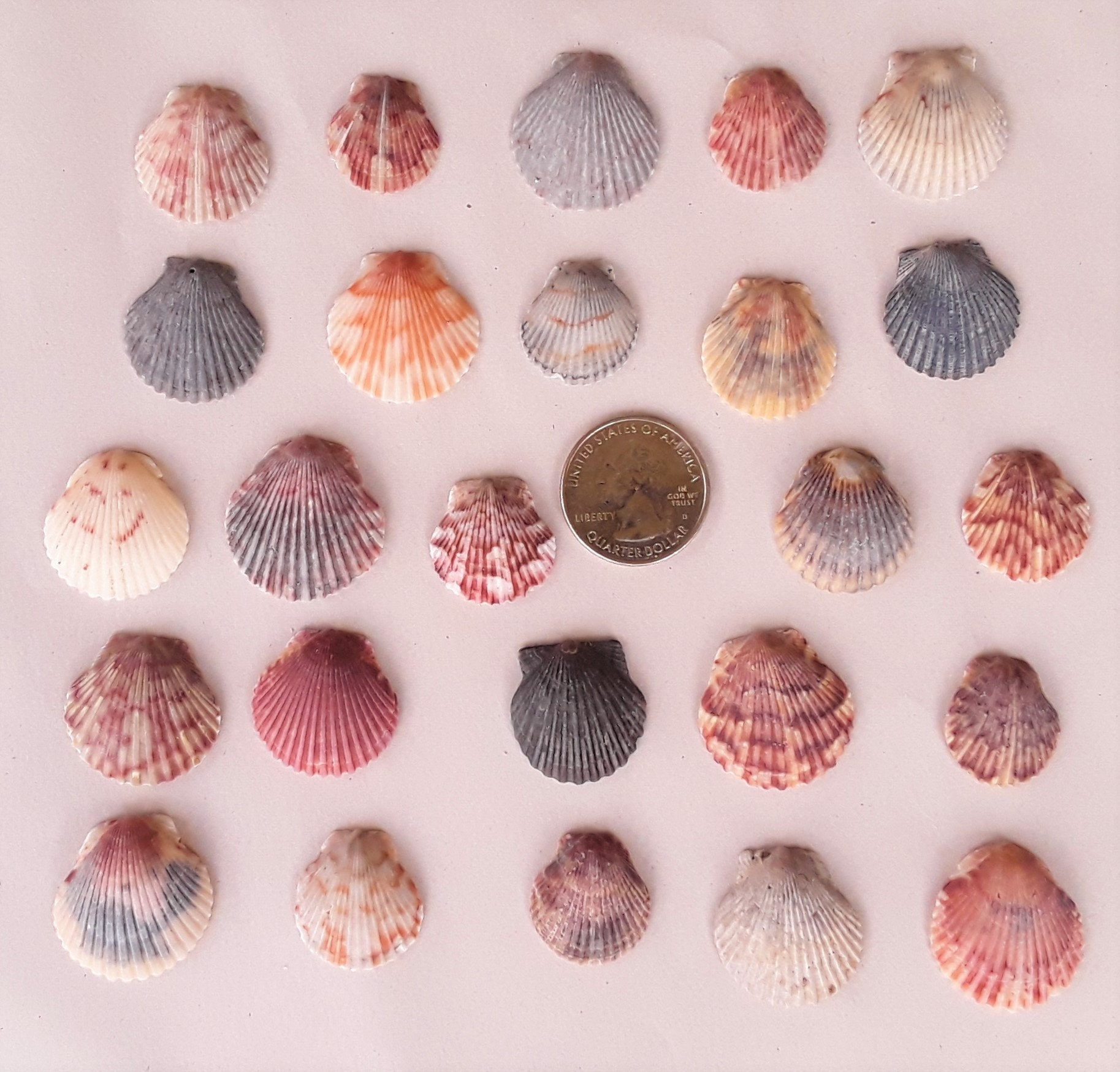 25 Scallop Seashells 4 Size Options FREE US Shipping