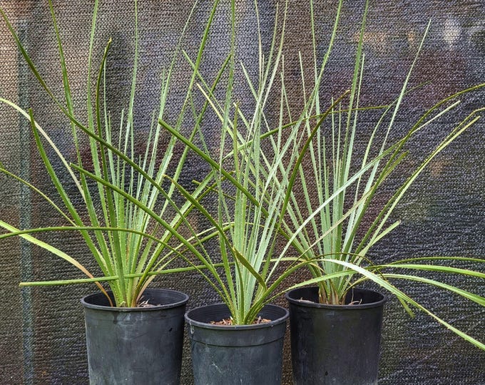 Texas Sotol, Larger 1 Gallon Plants - Free Shipping